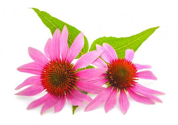 Clean Forte contains an extract of Echinacea purpurea