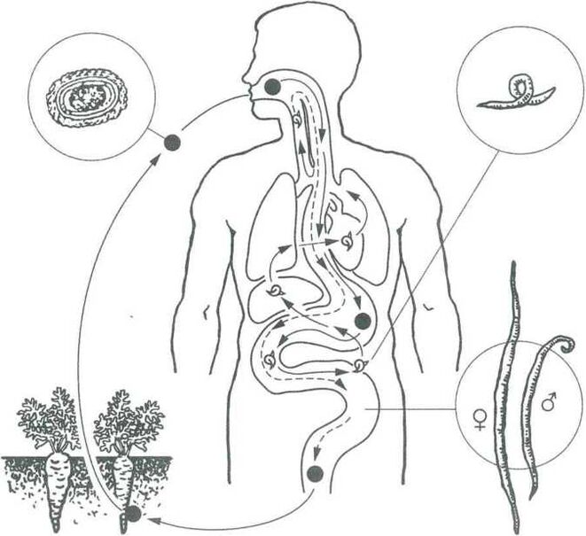 The main ways of penetrating parasites into the human body